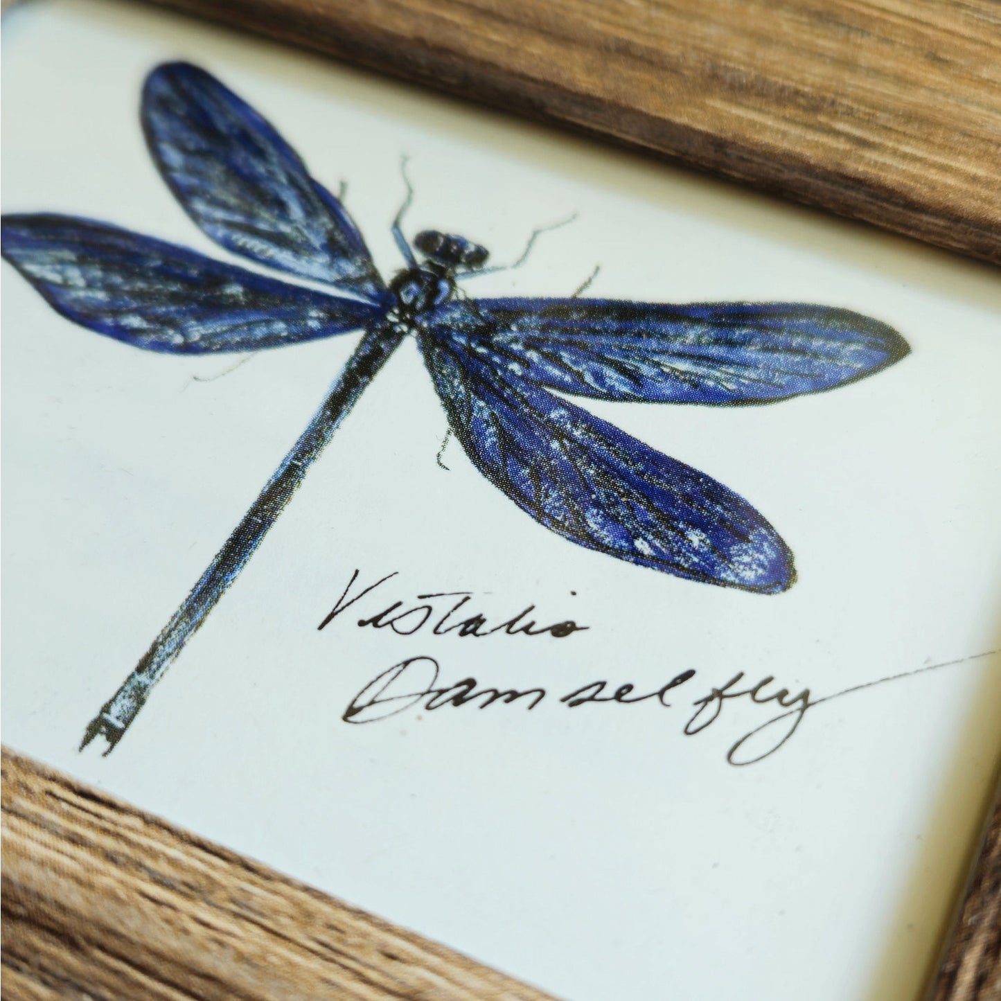 Vintage 1990s Maryjo Koch Damselfly Mini Print | Framed Nature Art