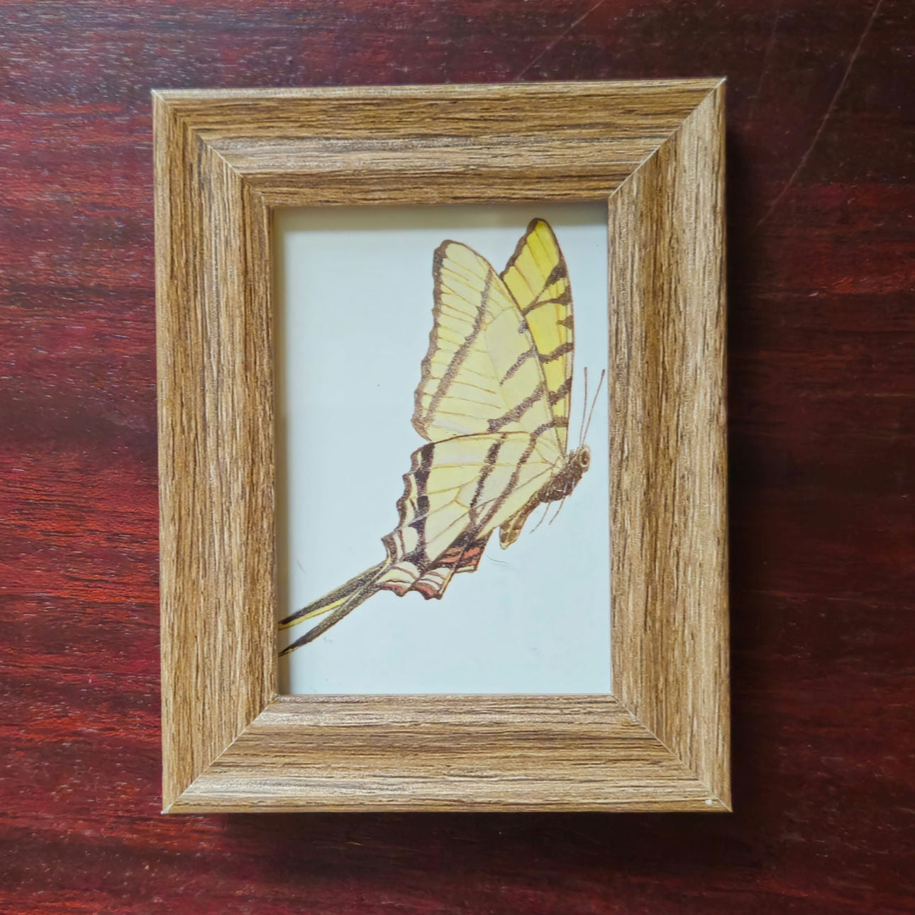 Vintage 1990s Maryjo Koch Yellow Giant Swallowtail Butterfly Mini Framed Print