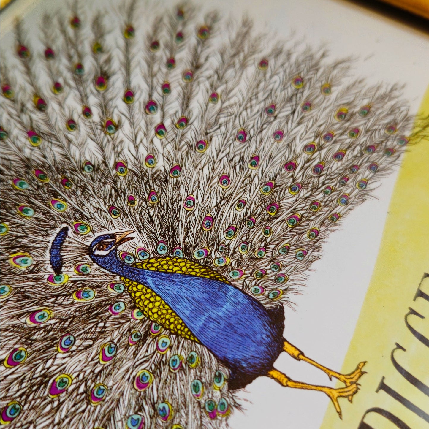 I’m Your Biggest Fan! 4x6 Framed Peacock Print