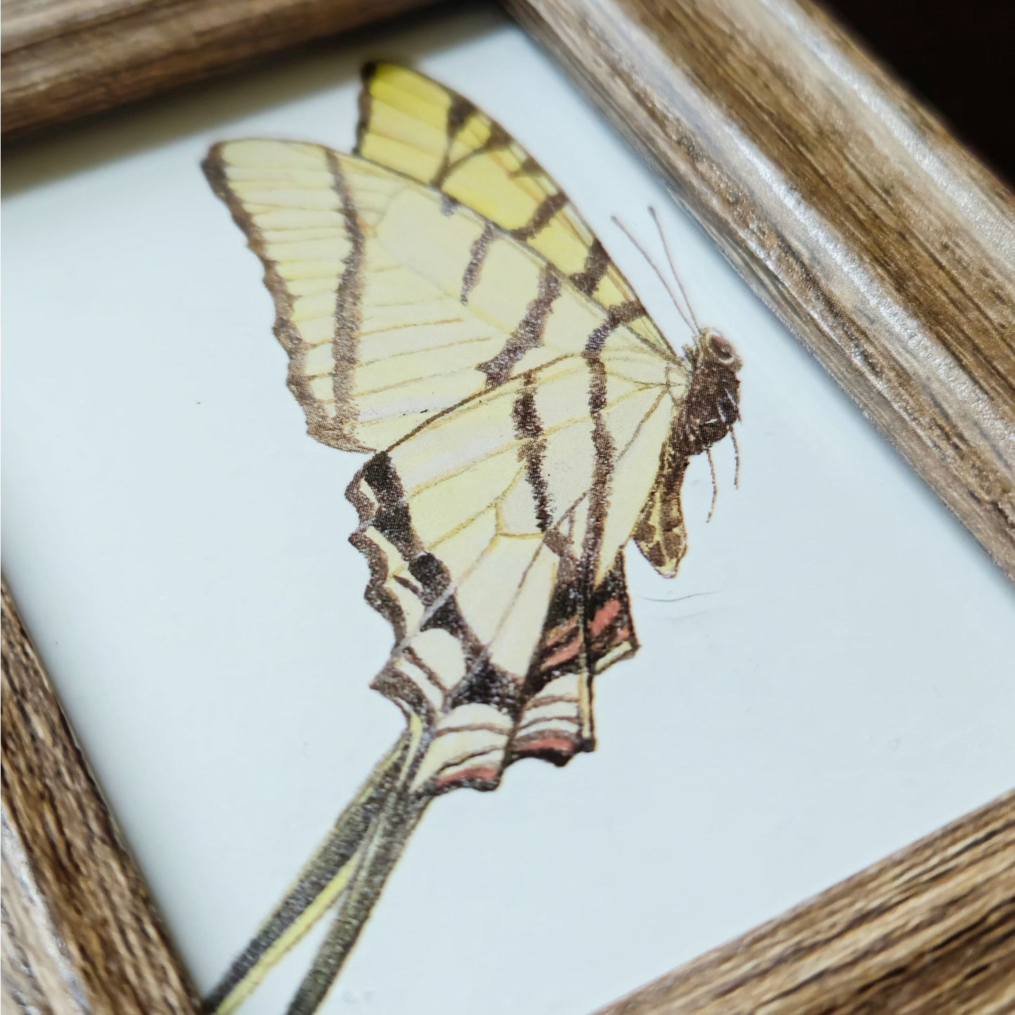 Vintage 1990s Maryjo Koch Yellow Giant Swallowtail Butterfly Mini Framed Print